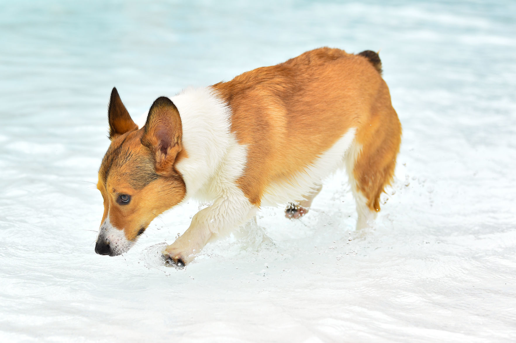 082919-bet-doggysplash-014a.JPG